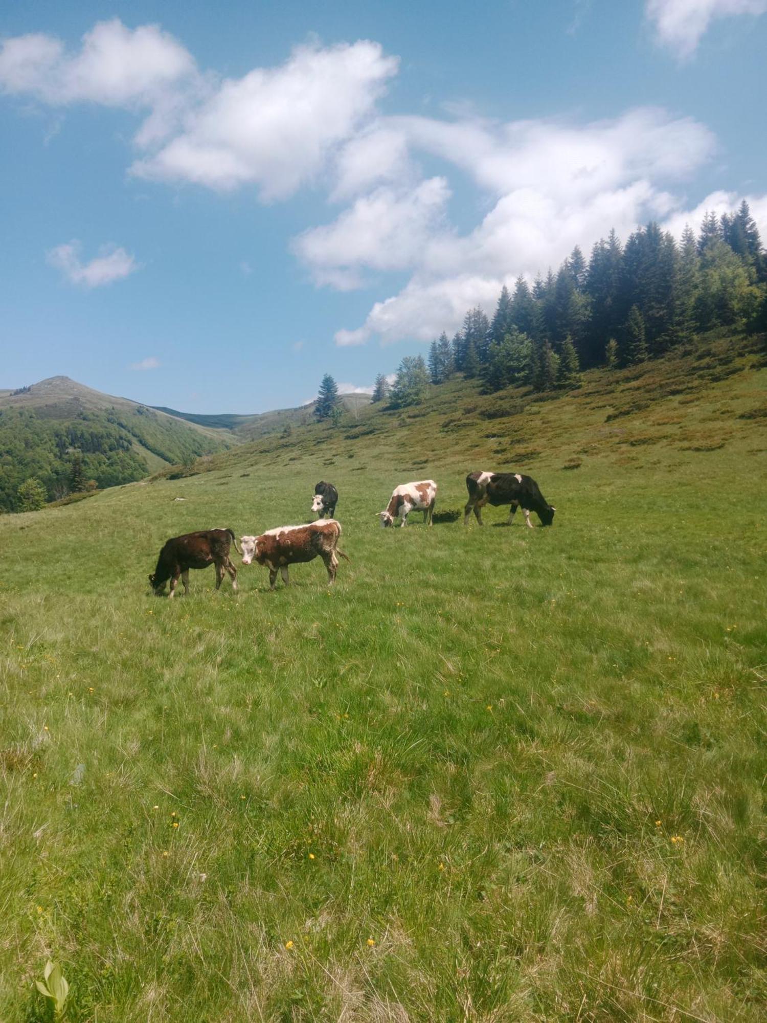 Katun Siska Medna Dolina Villa Berane Eksteriør billede